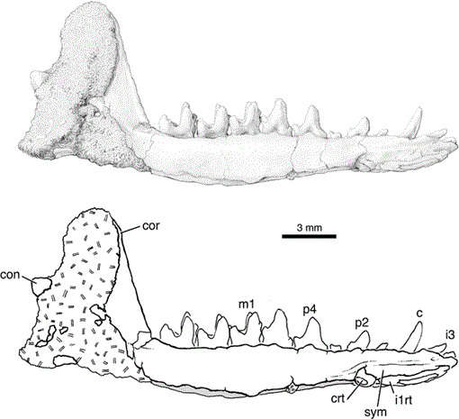 https://bioone.org/ContentImages/Journals/amnb/2009/327/623.1/graphic/WebImages/i0003-0090-327-1-1-f08.gif