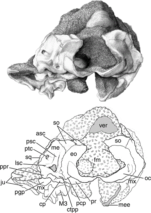 Common underlays included anterior base wedges and sacral cutouts