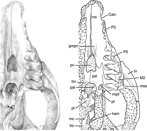 Common underlays included anterior base wedges and sacral cutouts