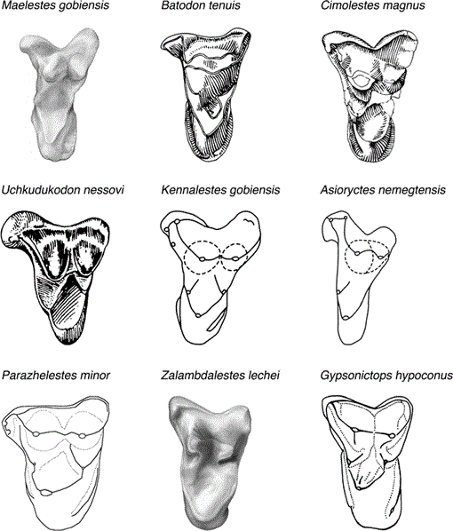Common underlays included anterior base wedges and sacral cutouts