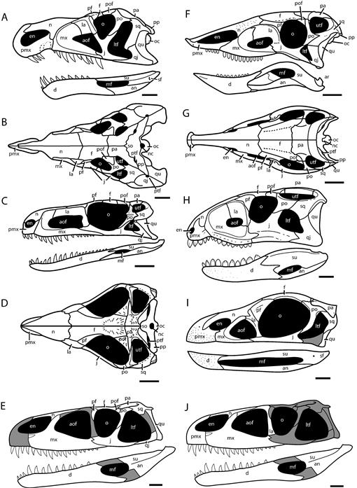 Simplified phylogenetic proposal of the Pterodactyloidea ingroup