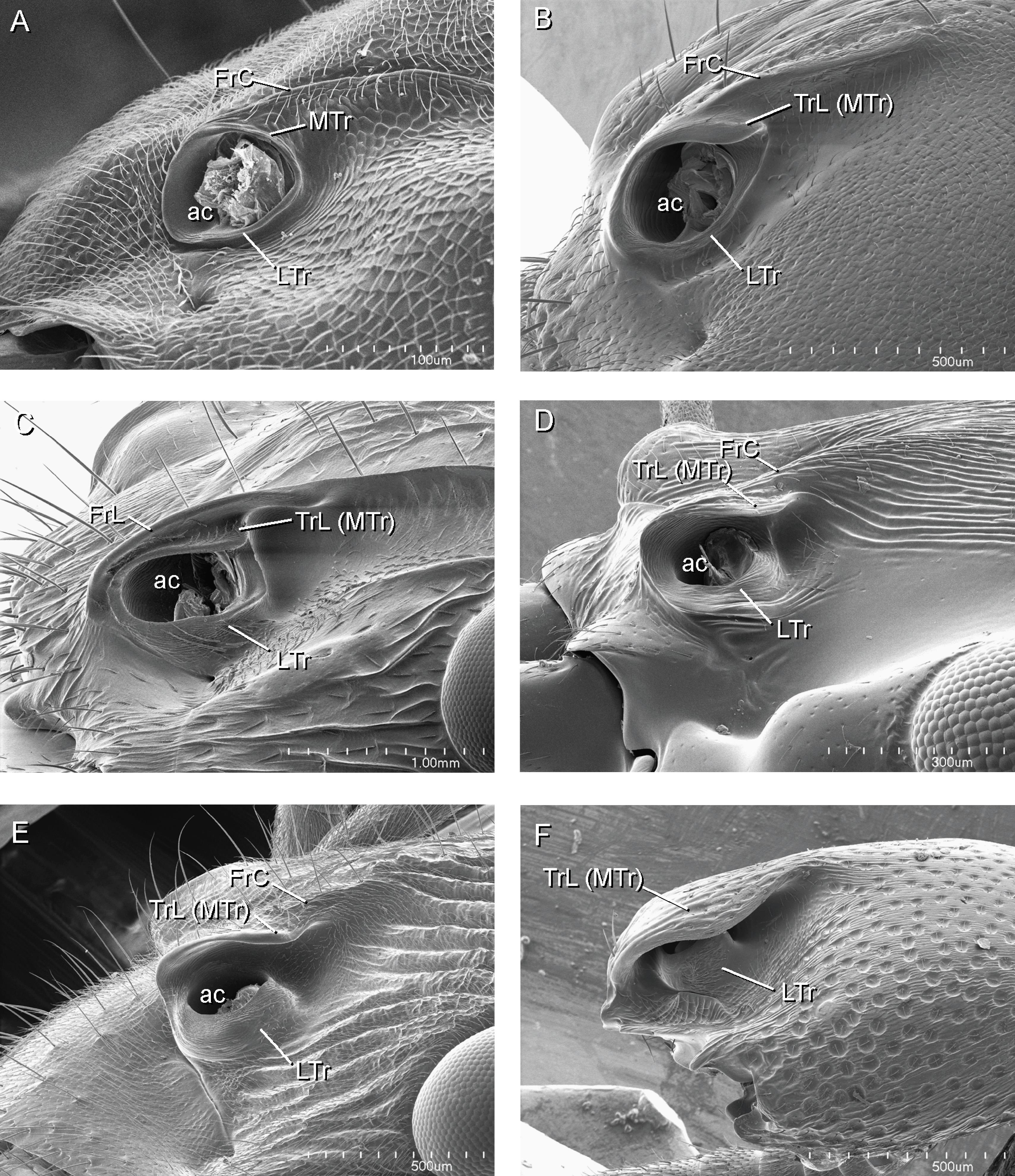 A Phylogenetic Analysis of Ant Morphology (Hymenoptera: Formicidae) with  Special Reference to the Poneromorph Subfamilies