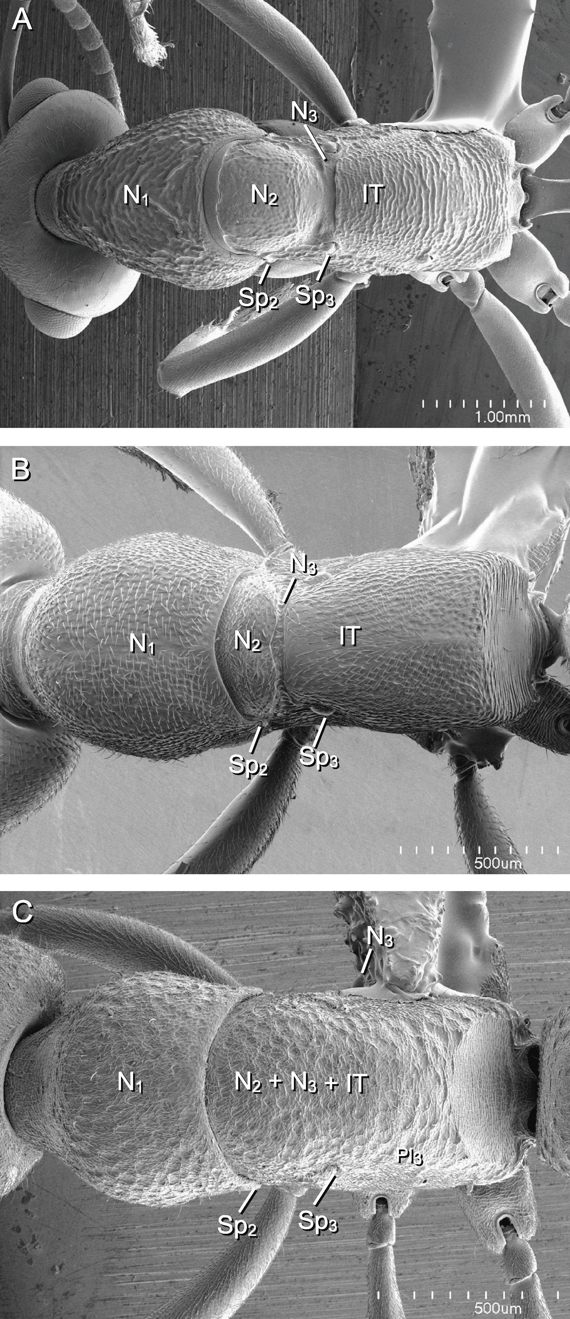 A Phylogenetic Analysis of Ant Morphology (Hymenoptera: Formicidae) with  Special Reference to the Poneromorph Subfamilies