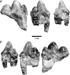 Evolution of Large Carnivores During the Mid-Cenozoic of North America ...