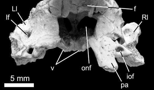 Osteology of Gobiderma pulchrum (Monstersauria, Lepidosauria, Reptilia)