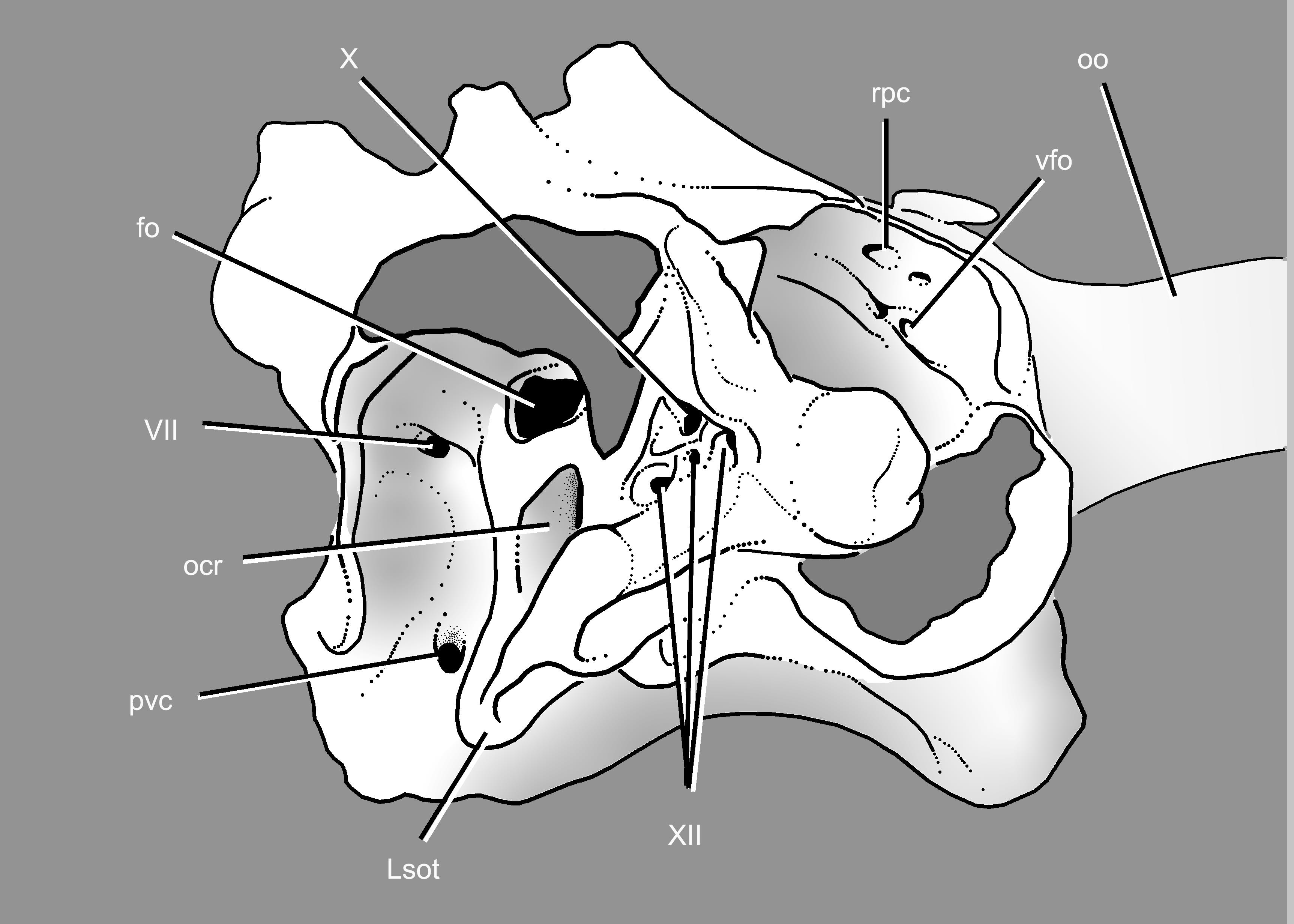 Osteology of Gobiderma pulchrum (Monstersauria, Lepidosauria, Reptilia)