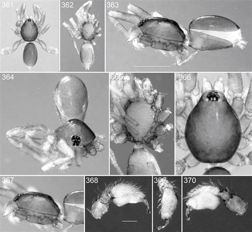 The New Australasian Goblin Spider Genus Prethopalpus