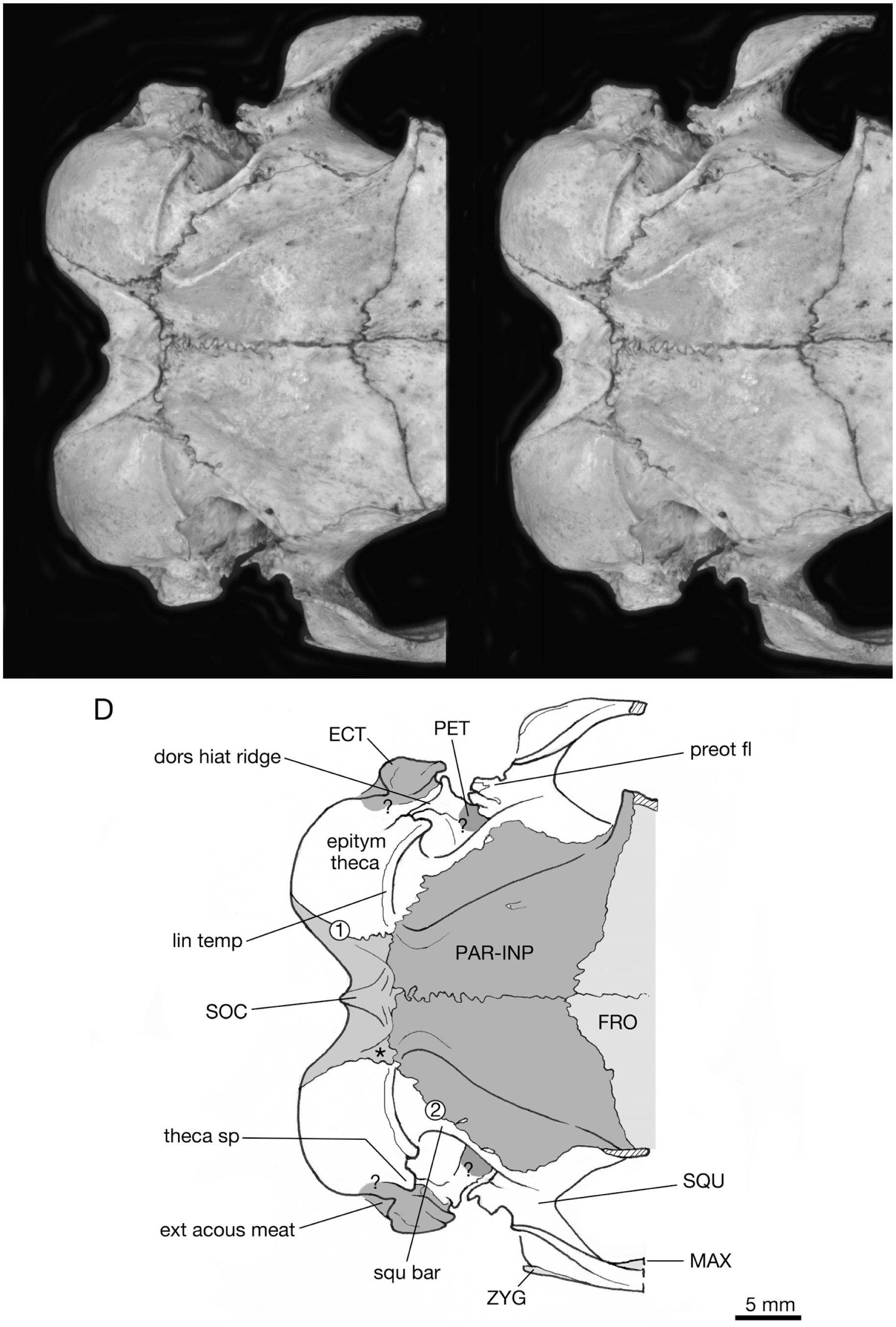 The Serrialis Bone, Interparietals, “X” Elements, Entotympanics, and ...