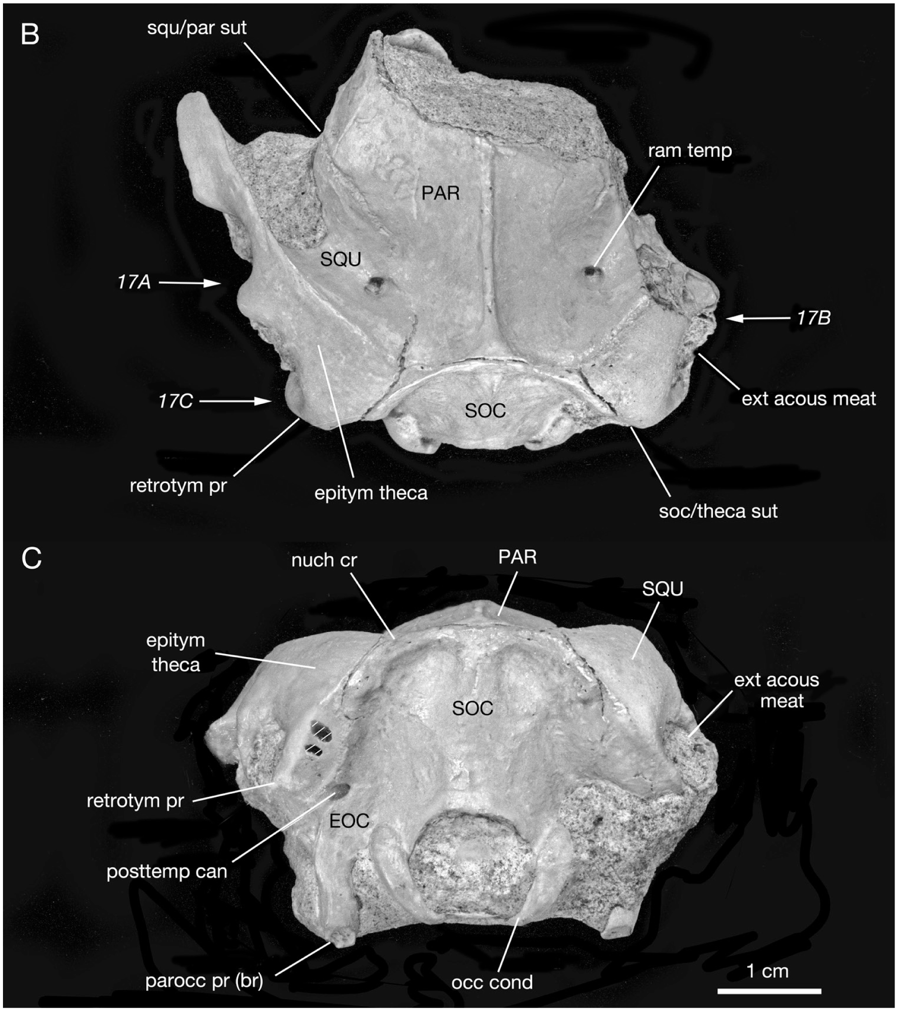 The Serrialis Bone, Interparietals, “x” Elements, Entotympanics, And 