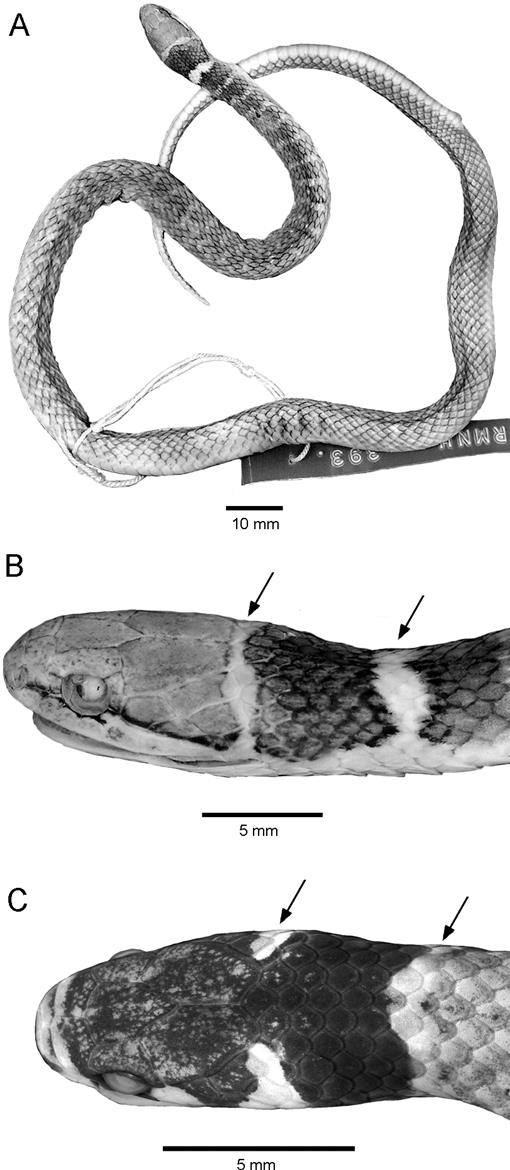 Snake Facts Saturday - Scale characteristics can be useful identifiers as  demonstrated in today's quiz! As you're learning to identify snakes, focus  on scale shape, size, finish, and whether they're keeled or