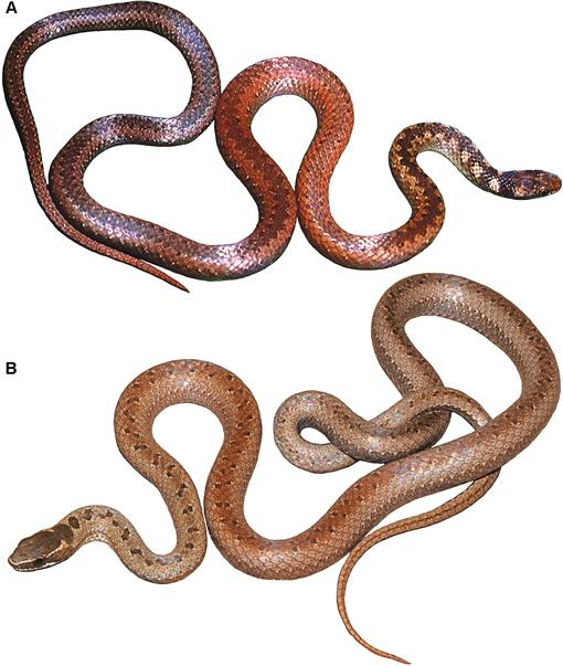 Snake Facts Saturday - Scale characteristics can be useful identifiers as  demonstrated in today's quiz! As you're learning to identify snakes, focus  on scale shape, size, finish, and whether they're keeled or