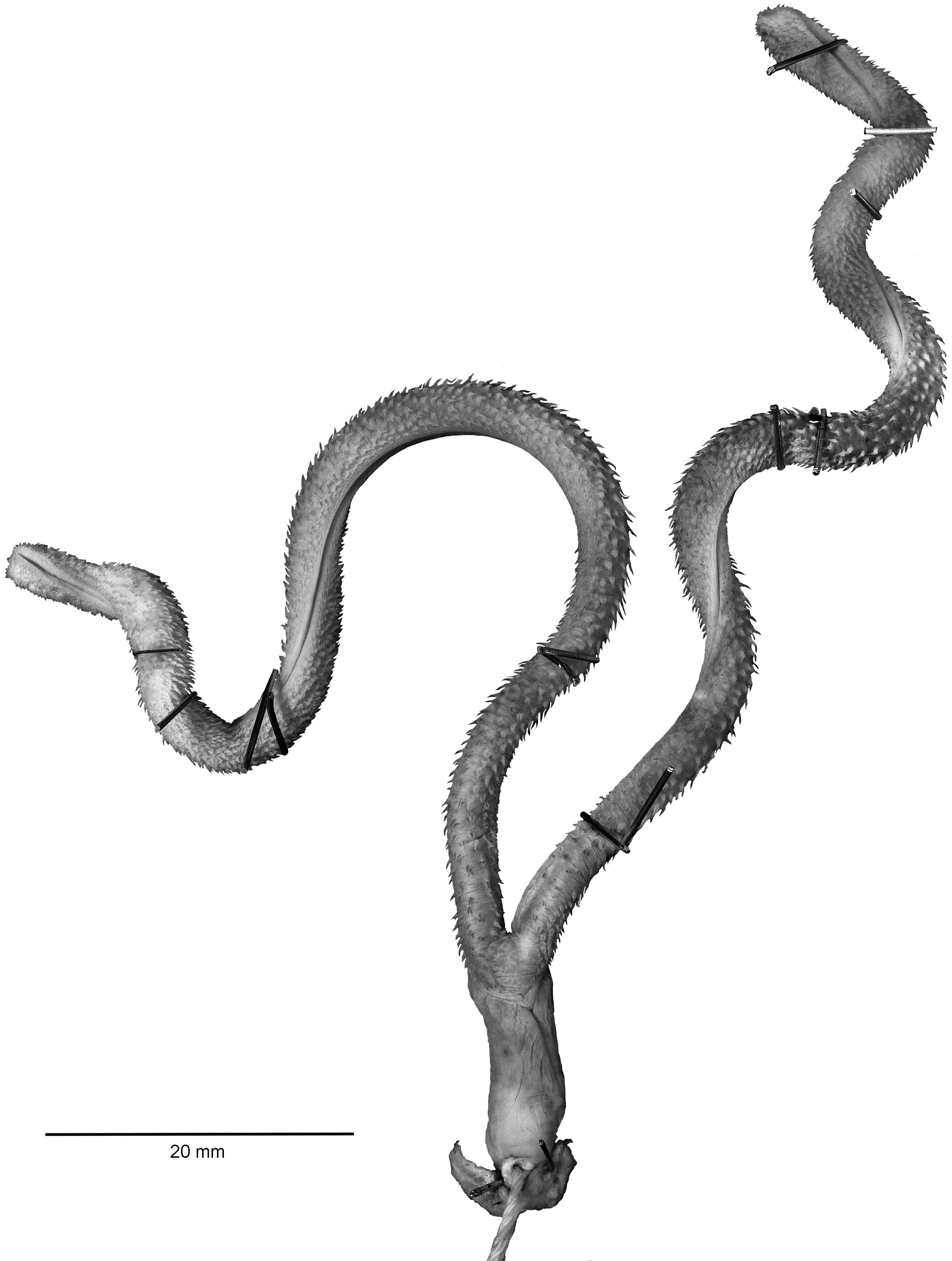 Illustration of stapes morphology following the nomenclature of