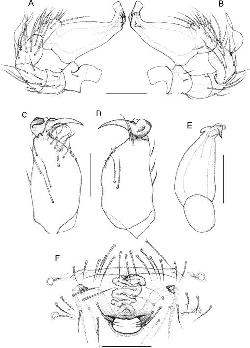 pterodactyloidea – Nix Illustration