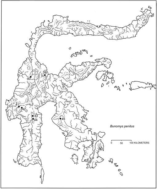 A Systematic Review Of Sulawesi Bunomys Muridae Murinae - 