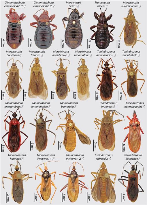 Taxonomic Monograph Of The Endemic Millipede Assassin Bug Fauna Of ...