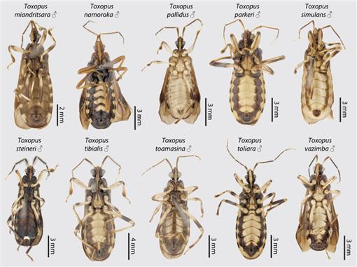 Taxonomic Monograph Of The Endemic Millipede Assassin Bug Fauna Of ...