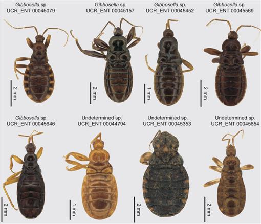 Taxonomic Monograph Of The Endemic Millipede Assassin Bug Fauna Of ...