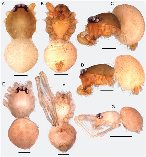 Taxonomic Revision Of The Jumping Goblin Spiders Of The Genus Orchestina Simon 18 In The Americas Araneae Oonopidae