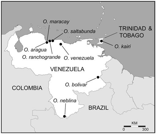 Taxonomic Revision of the Jumping Goblin Spiders of the Genus