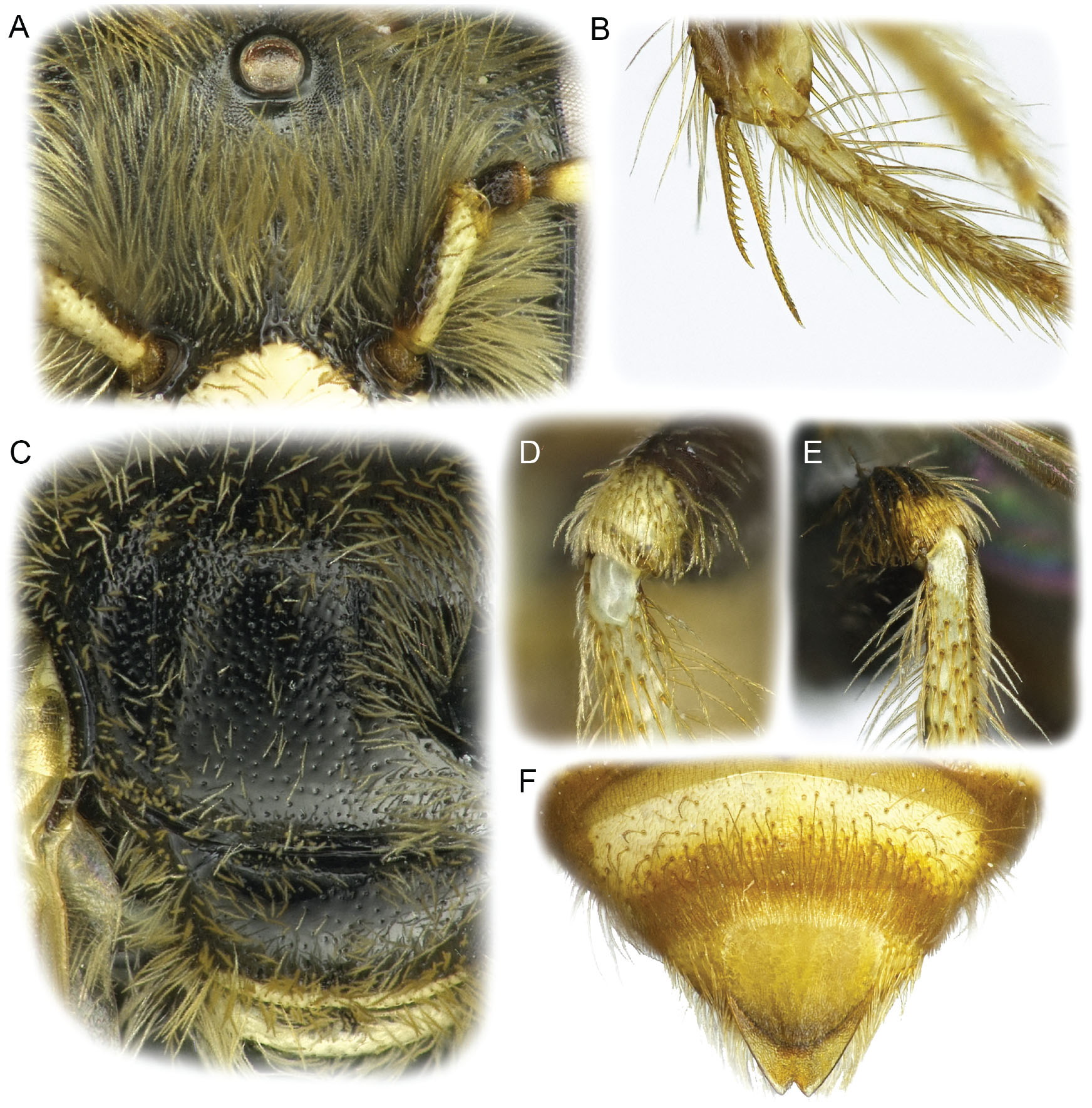 Phylogenetic Relationships of a New Genus of Calliopsine Bees from Peru, with a Review of Spinoliella Ashmead (Hymenoptera Andrenidae)