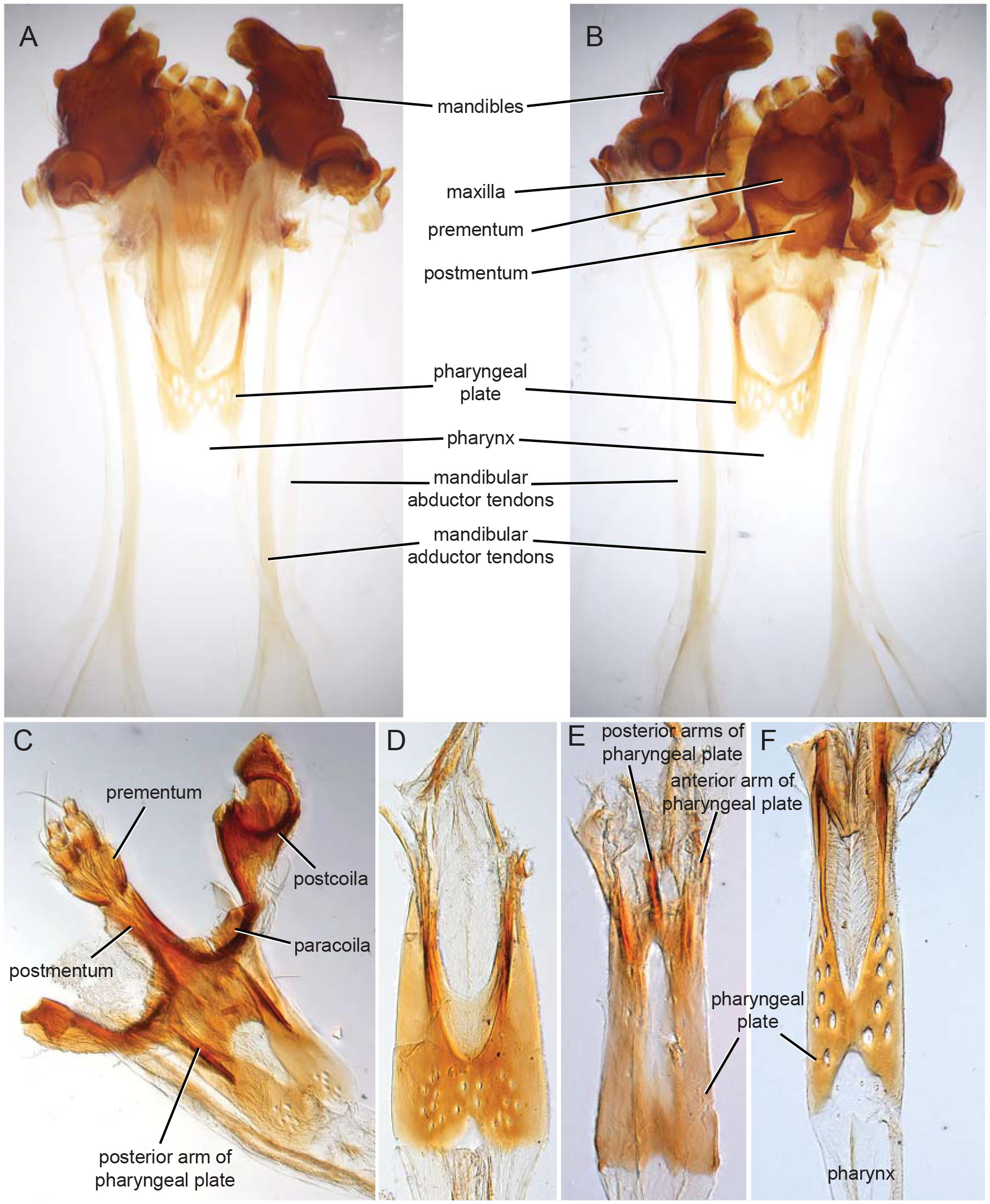 The Weevil Rostrum Coleoptera Curculionoidea Internal Structure And 