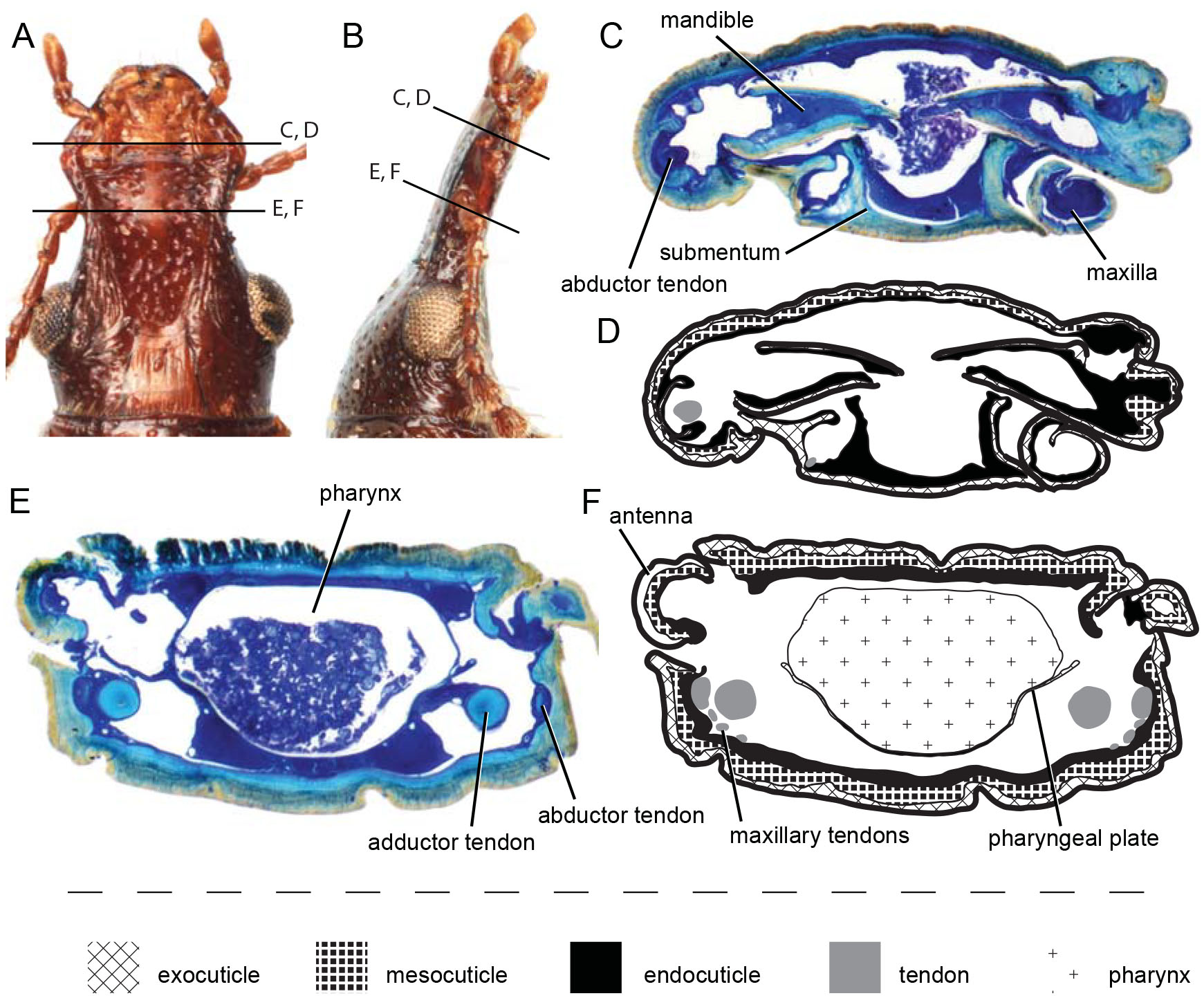 The Weevil Rostrum Coleoptera Curculionoidea Internal Structure And 