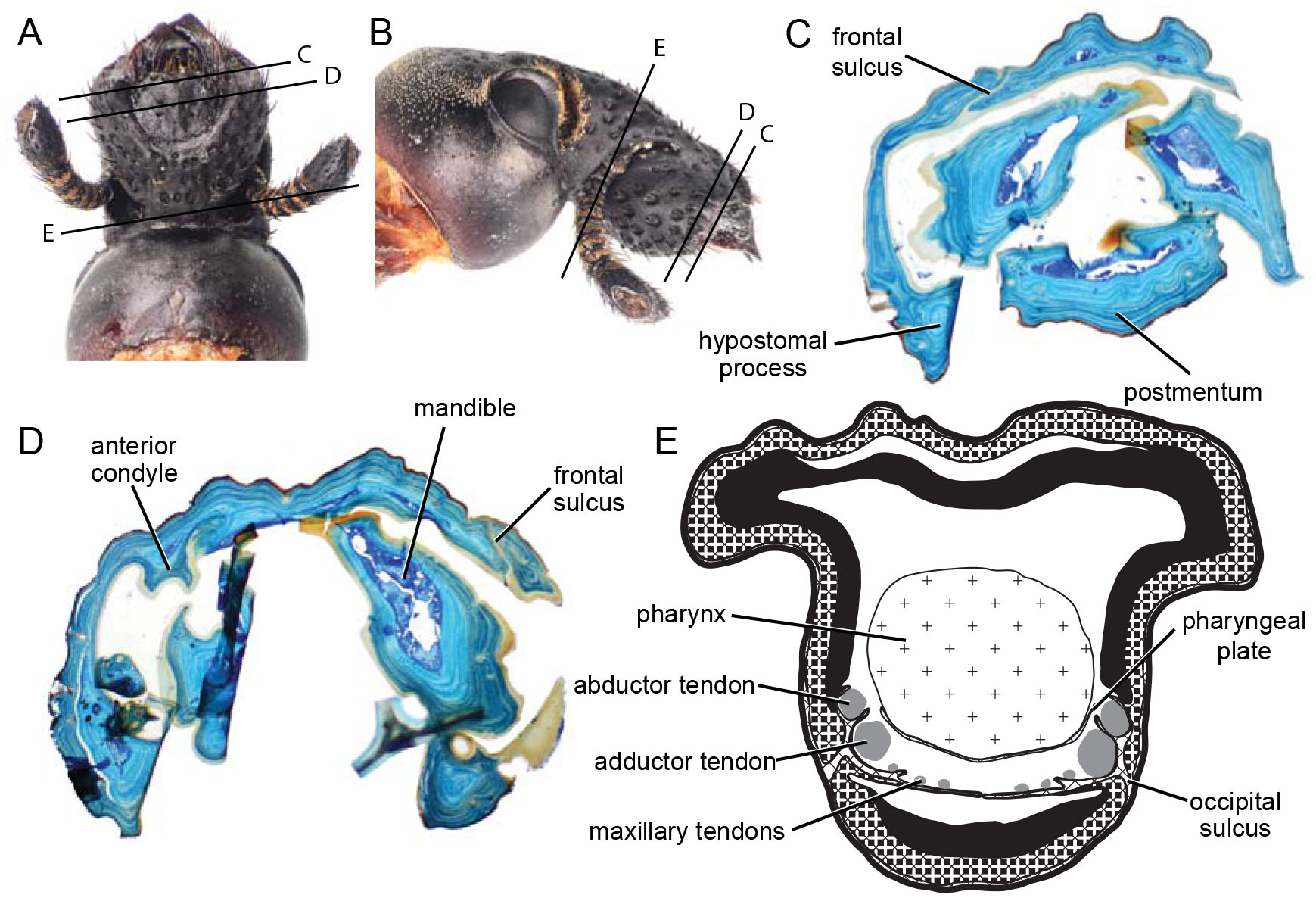 The Weevil Rostrum Coleoptera Curculionoidea Internal Structure And 