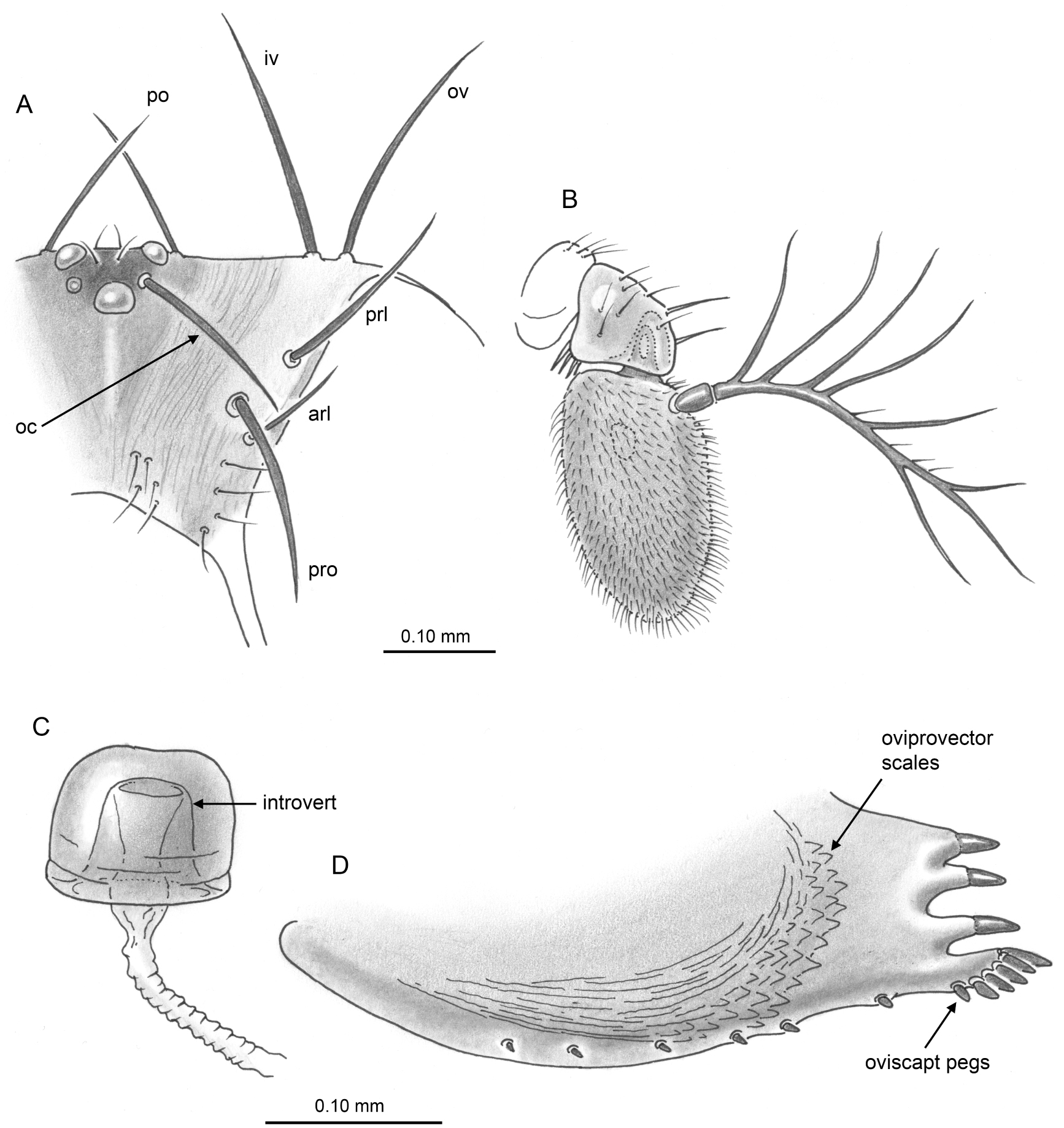 Hirtodrosophila of North America (Diptera Drosophilidae) photo picture