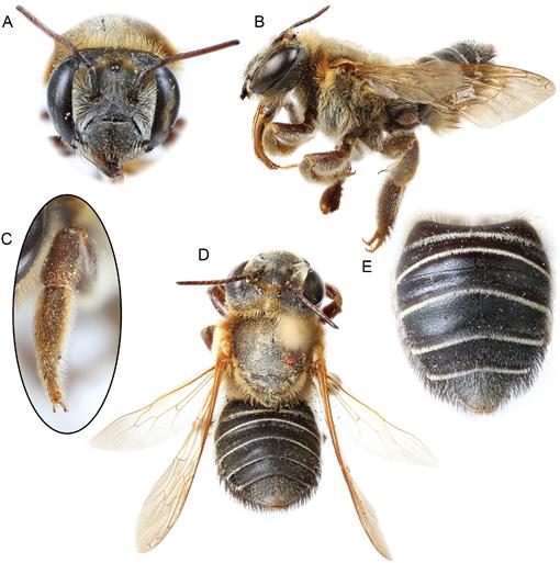 Leafcutter Bees  Missouri Department of Conservation