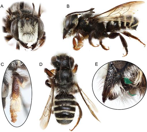 Leafcutter Bees  Missouri Department of Conservation