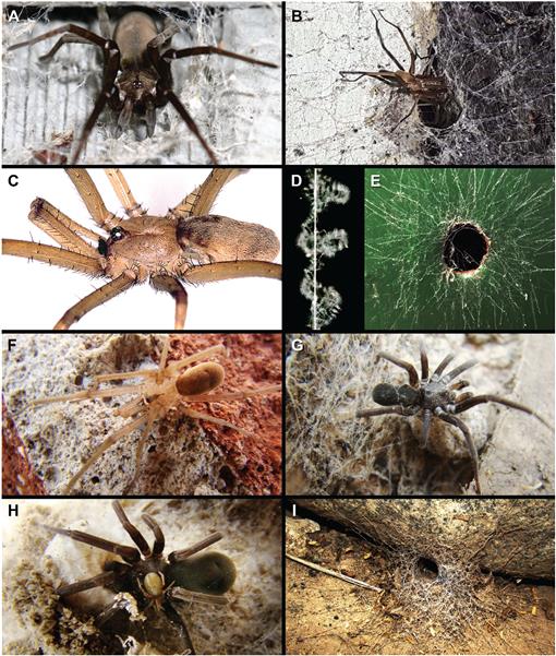 Huntsman Spider: Apex Predator in a Microhabitat