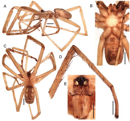 The Crevice Weaver Spider Genus Kukulcania (Araneae: Filistatidae)