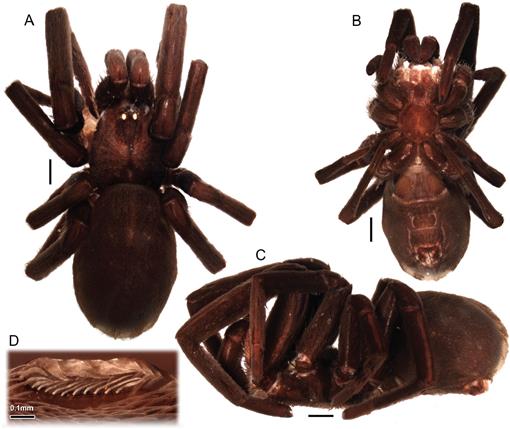 The Crevice Weaver Spider Genus Kukulcania (Araneae: Filistatidae)