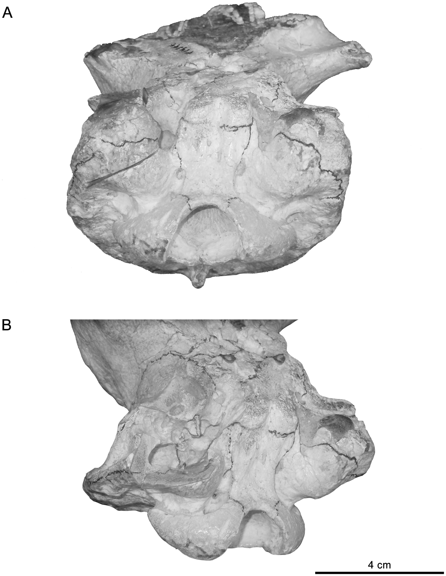 Caudal Cranium Of Thylacosmilus Atrox Mammalia Metatheria