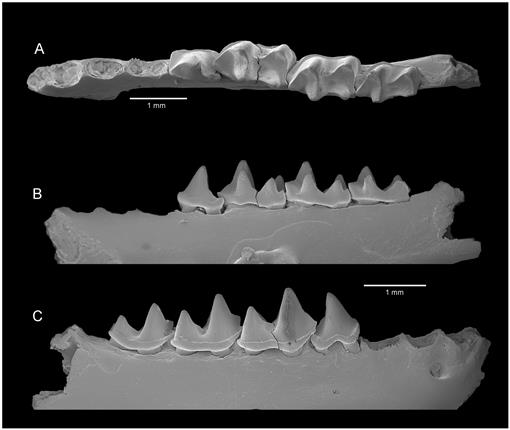 Pteridinium carolinaensis (elongate specimen) from Little Bear