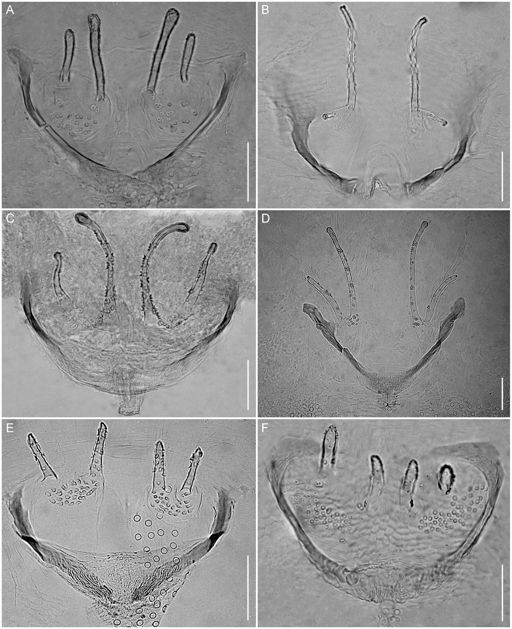 Systematics of the Short-Tailed Whipscorpion Genus Stenochrus Chamberlin, 1922 (Schizomida Hubbardiidae), with Descriptions of Six New Genera and Five New Species