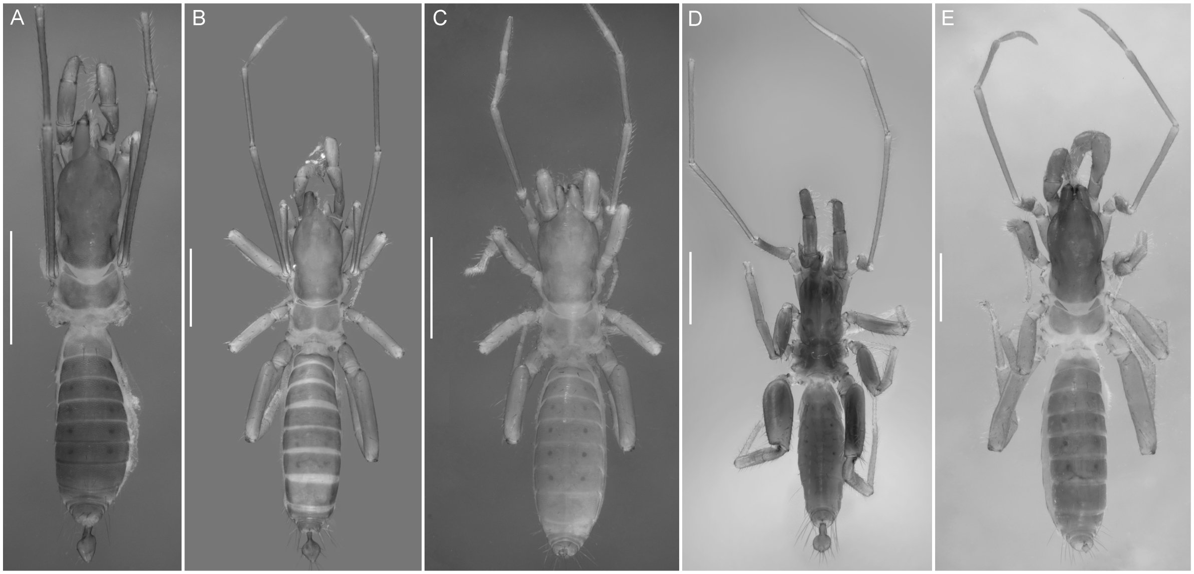 Systematics Of The Short Tailed Whipscorpion Genus Stenochrus Chamberlin 1922 Schizomida Hubbardiidae With Descriptions Of Six New Genera And Five New Species