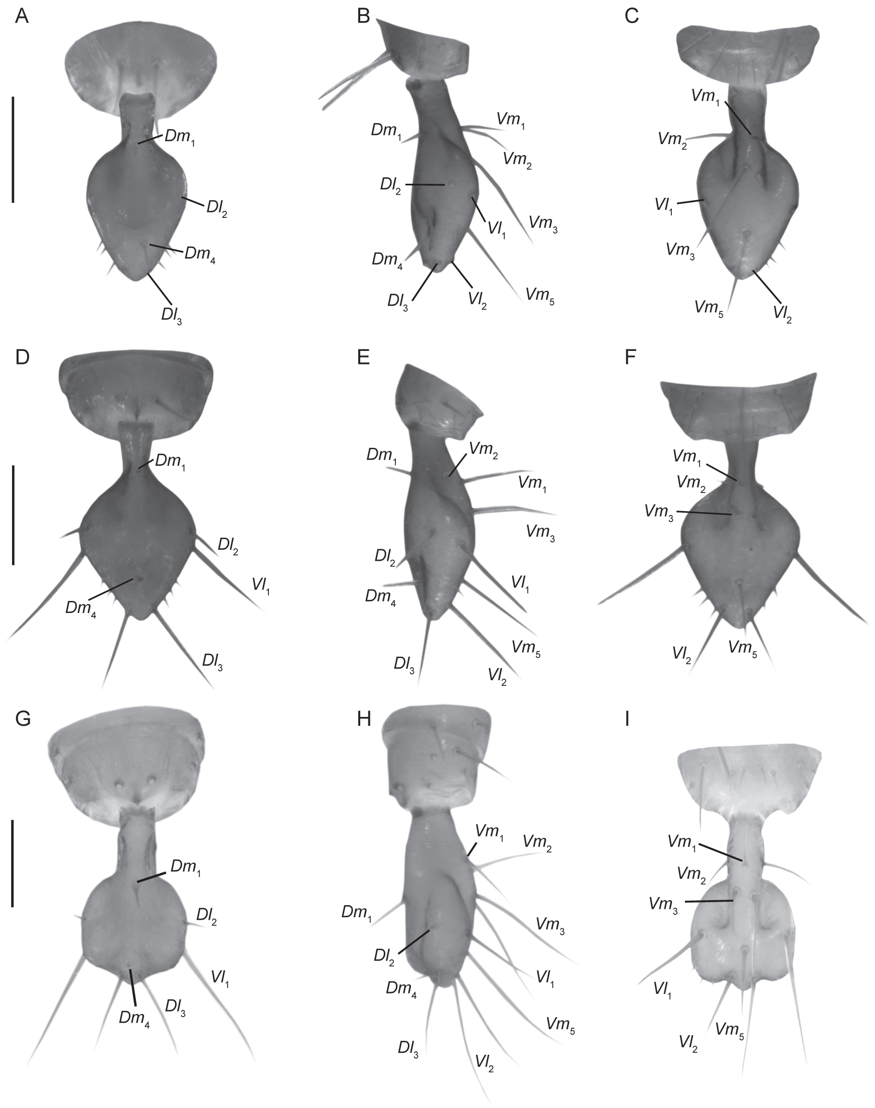 Systematics of the Short-Tailed Whipscorpion Genus Stenochrus Chamberlin, 1922 (Schizomida Hubbardiidae), with Descriptions of Six New Genera and Five New Species photo