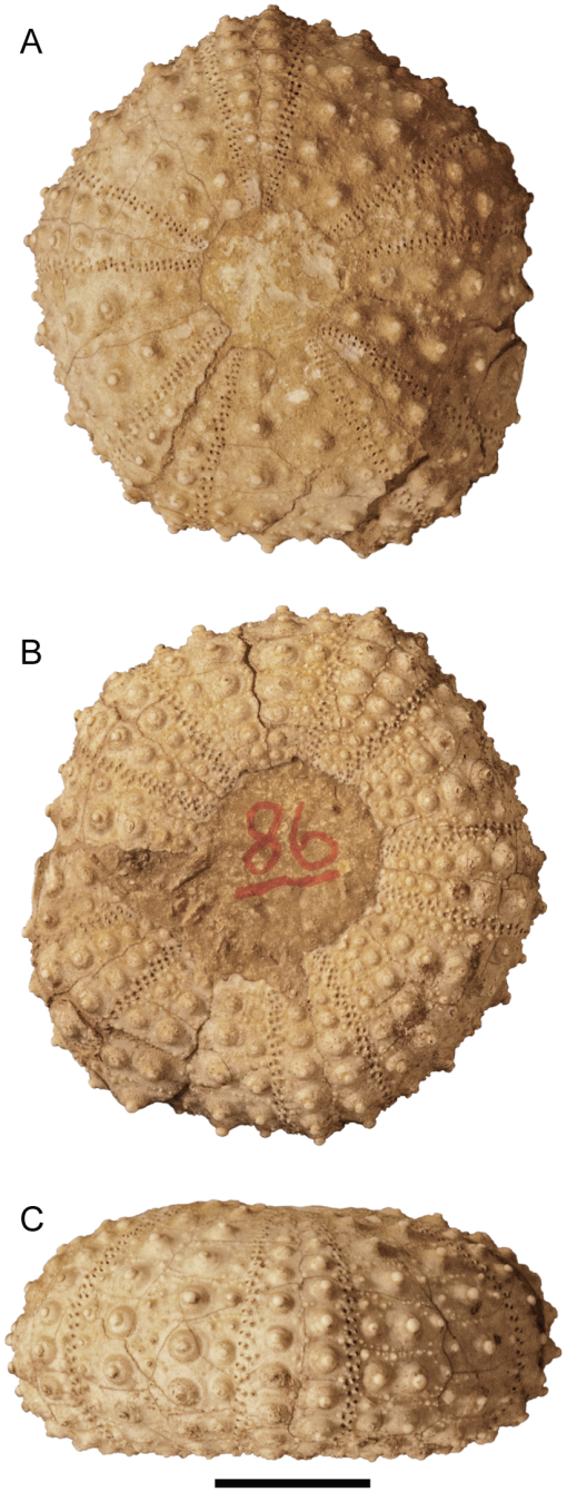 https://bioone.org/ContentImages/Journals/amnb/2019/436/0003-0090.436.1.1/graphic/WebImages/f26_01.jpg