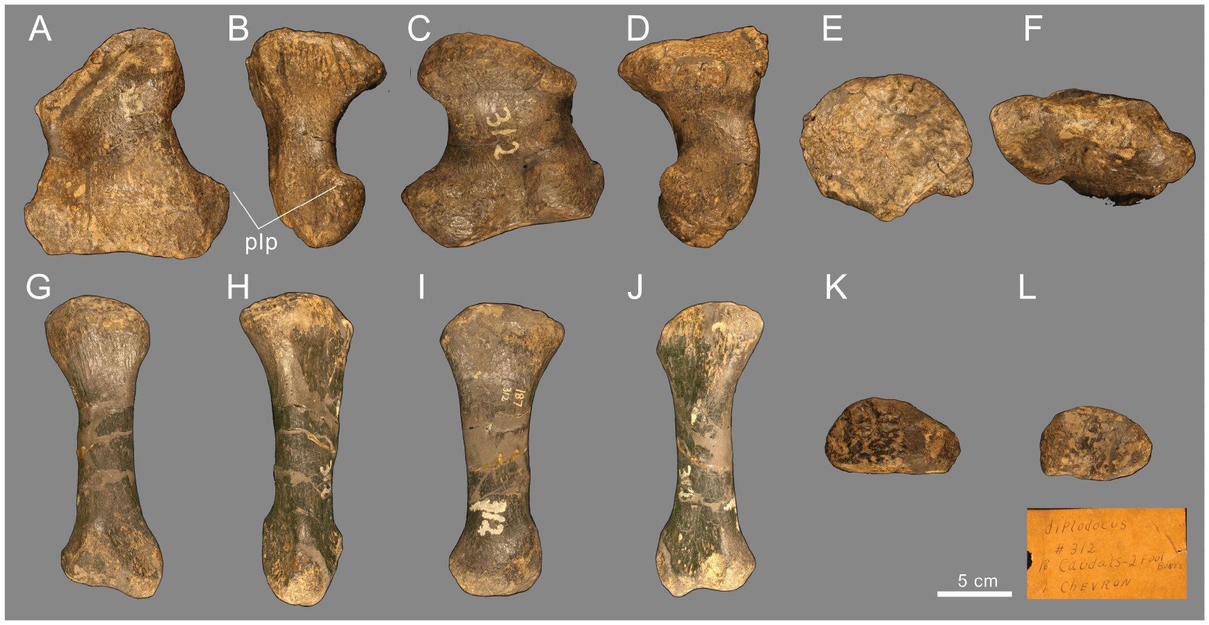 Reassessment of a Historical Collection of Sauropod Dinosaurs from the ...