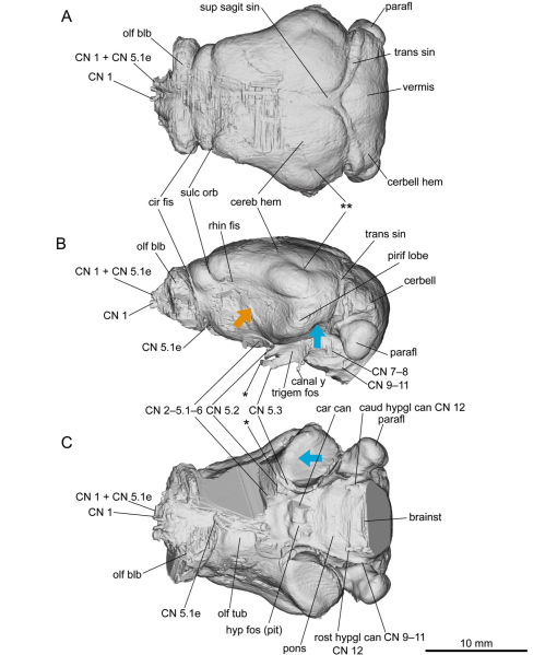 Cranial Anatomy of Argyrolagus (Metatheria, Argyrolagidae): New