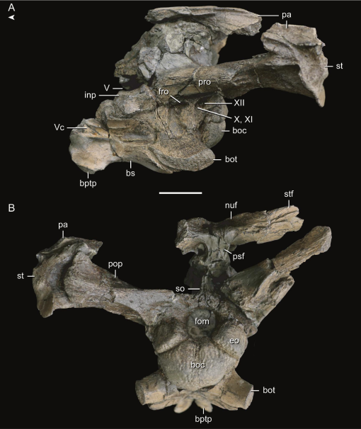 A Gigantic New Species of Tylosaurus (Squamata: Mosasauridae) from