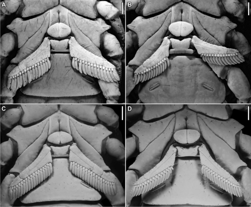 Systematic Revision of the Asian Forest Scorpions (Heterometrinae 