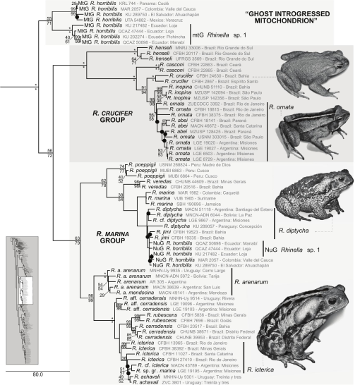 List of tadpoles collected from different sites during 2010-2012
