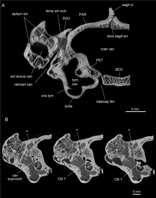 Frontiers  Common Patterns of Skull Bone Fusion and Their Potential to  Discriminate Different Ontogenetic Stages in Extant Birds