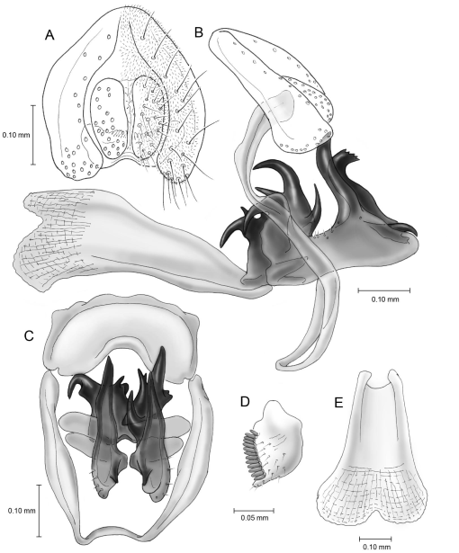 Scalies Daily on X: The Marginal Service Dinosauroid   / X