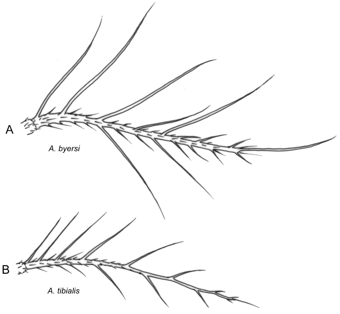 Revision of the Nearctic Species of the Genus Amiota Loew (Diptera ...