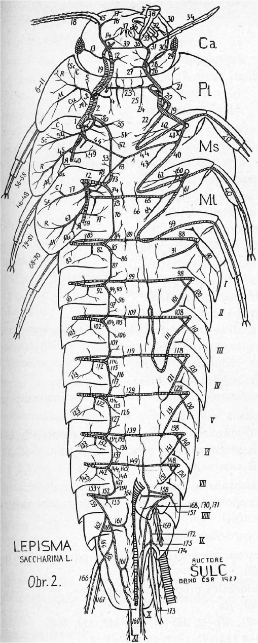 3 Simplified illustration of hemolymph channels in the tibia of a