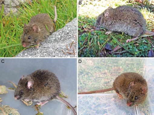 Unraveling Deep Branches of the Sigmodontinae Tree (Rodentia: Cricetidae)  in Eastern South America