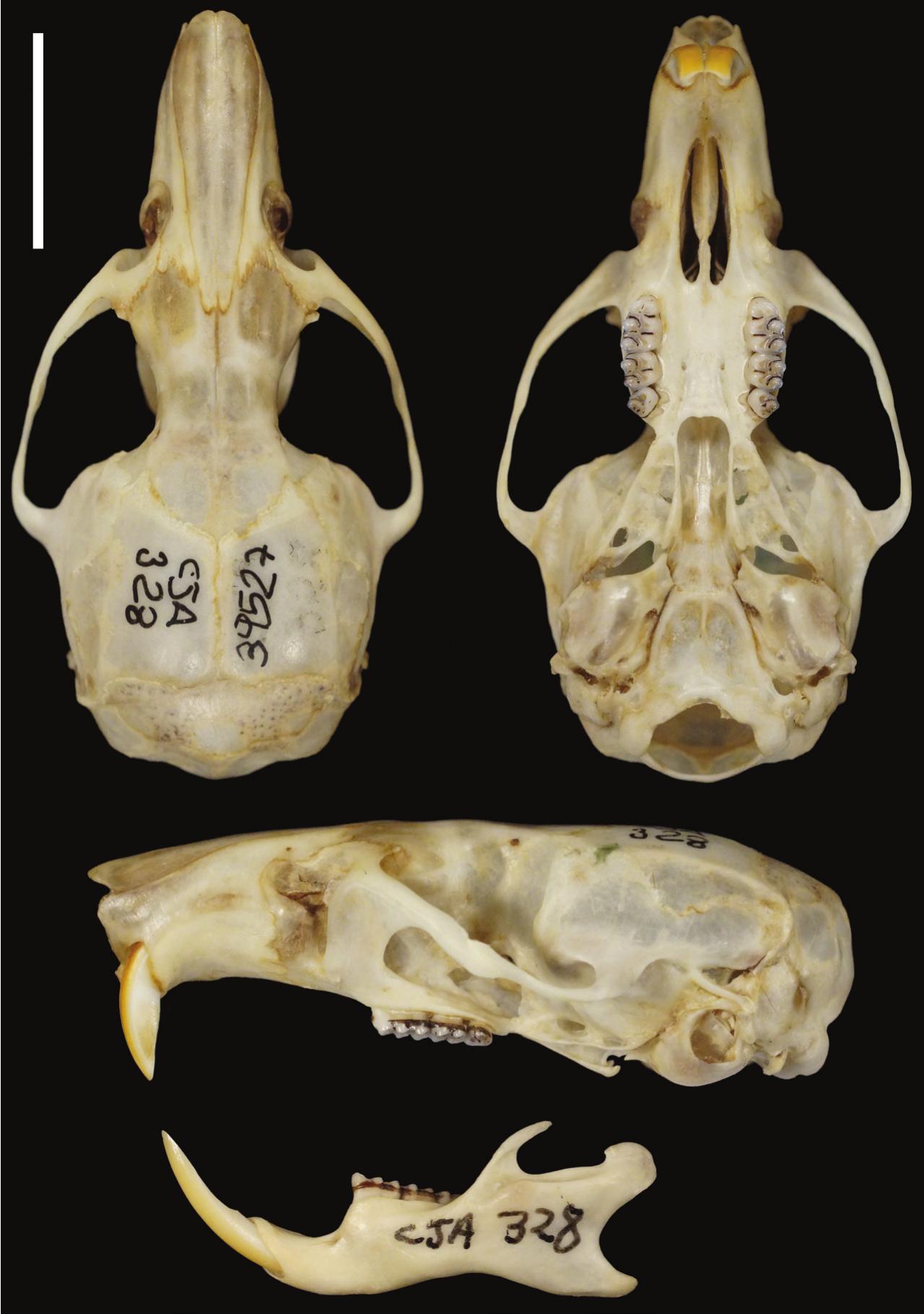 Dorsal (left) and ventral (right) views of the holotype of Sepia